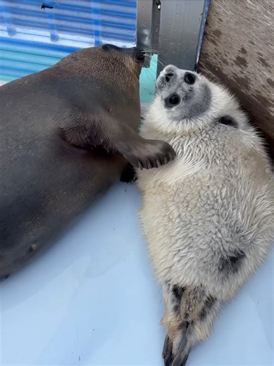 Tsuki-chan the Cutiepie Seal