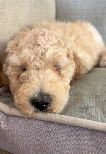 Hey peeps it’s Peppi, welcome to my new home