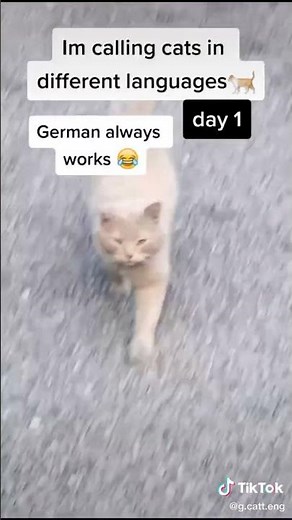 STARDENBURDENHARDENBART day 1 Cat Calling in different languages (German always works)