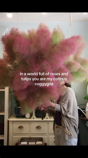 Unique Cotinus Coggygria: A Floral Perspective