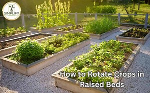 How to Rotate Crops in Raised Beds - Simplify Gardening