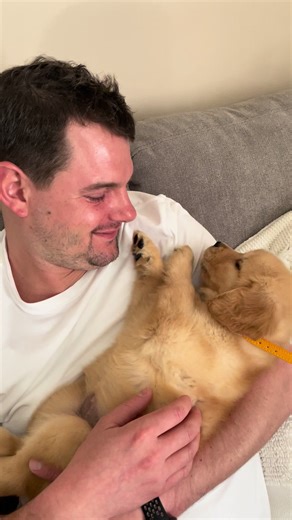 Adorable Puppy Hiccups: Golden Retriever Moments