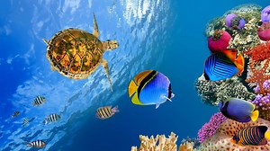 Underwater World HDR 4K Ultra HD Dolby Vision