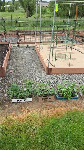 Garden Haul: 24 Tomatoes, Peppers, Zucchini & More | GenX Right Now