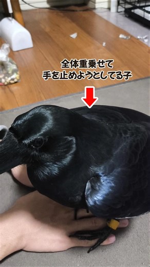 それやめて！可愛すぎるカラスの行動 #鳥 #birds #crow #wildbirds #動物 #カラス