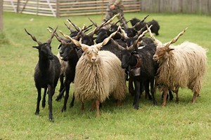 Racka - Alchetron, The Free Social Encyclopedia