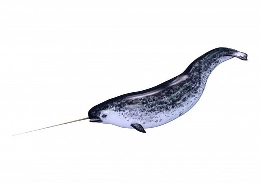 Are Narwhals Extinct? Their Population and Where they Live