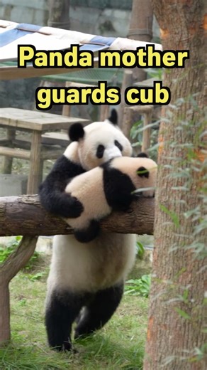 A giant panda mother was seen closely watching and protecting her cub as it climbed a tree at Chongqing Zoo. #GiantPanda #China #Wildlife | China Xinhua News