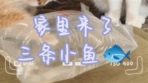 家里来了三条小鱼