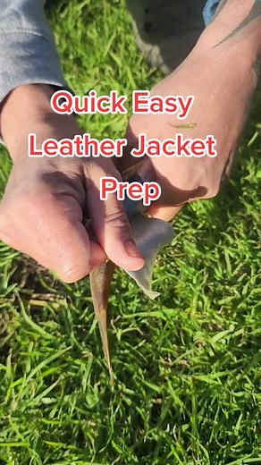 How to Prepare Leather Jacket for Cooking | Fish Filleting Tips