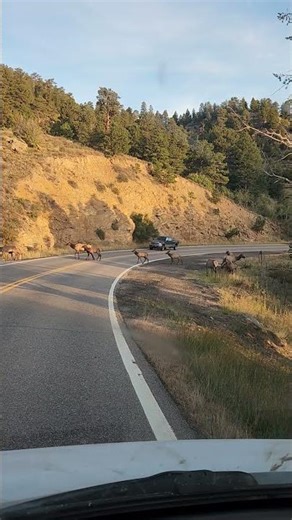 Elk Herd Crosses the Highway 🦌🚗 | Rocky Mountain Wildlife