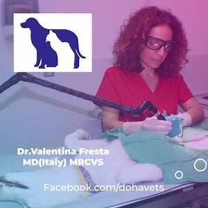 99 reactions · 8 comments | Please ask us about Laser surgery , less pain and faster healing | The Veterinary Surgery | Facebook
