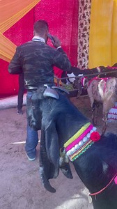 10K views · 253 reactions | #dairyfarm #farming #moga #punjab #farmers | Cattle Farming India | Facebook