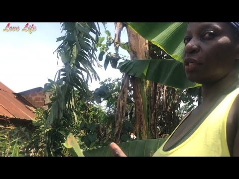 Natural Chicken Medicine: Herbal Feeding, Immune Boosting & Organic Farming Tips - Poultry Farm 6