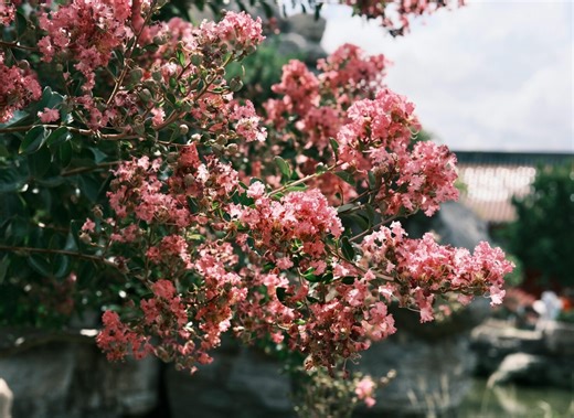 Top 5 Botanical Gardens in San Antonio | Cultural Daily
