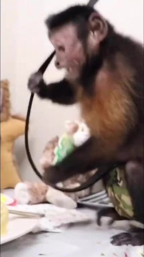 Monkey LOVED his healthy cake #monkey #eating #snacks #cute #GOAT | MonkeyBoo