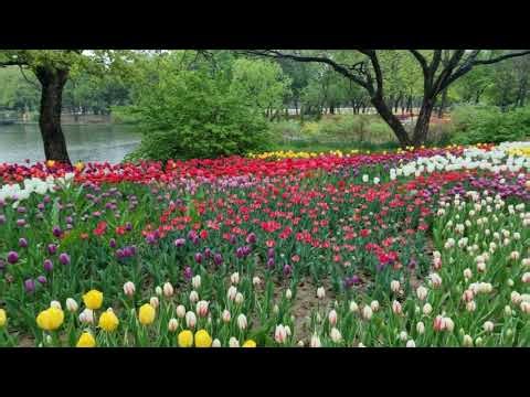 Upbeat Indian Traditional Instrumental | No Copyright Background Music