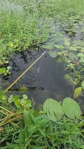 effective hook fishing technique #reels #fish