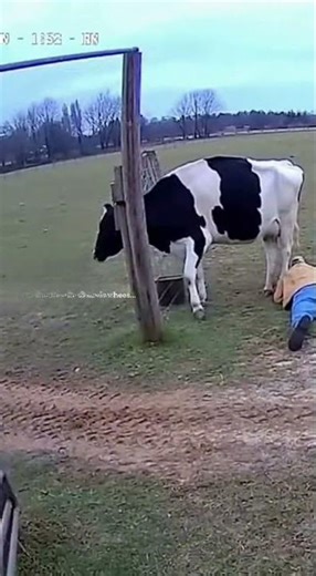 Something Knocks the Farmer Down… But Nothing Touches Him 👀