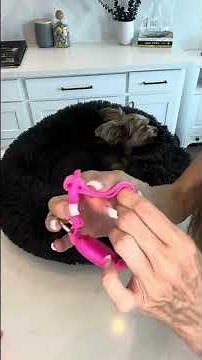 Honest Review of KOSKILL Light Up Dog Collar at Night