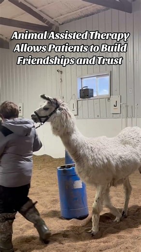 Llama Obstacle Course?! 🦙