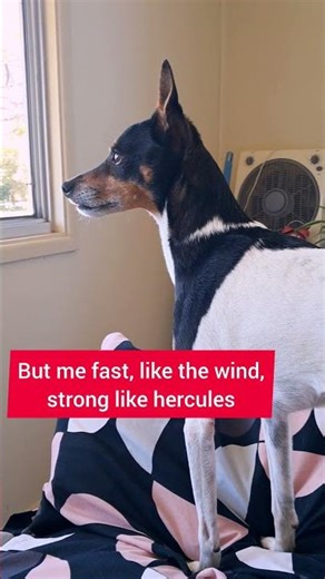 Mini Foxy on Patrol: Window Watch & Nap Duty 🐾🪟💤