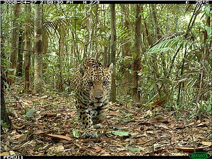 Camera traps designed for animals are now invading human privacy