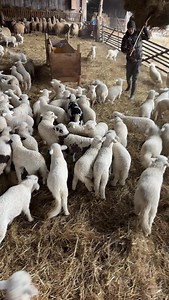Have you seen a wooly daycare? Inside a covered shepherd’s hut, lambs pinball from plank to plank like caffeinated philosophers, while the ewes queue up with the patience of pensioners at a post office, eyes fixed on their reward, dry hay hauled down from the loft, cured by summer sun and winter necessity. This is Romania stripped of sentimentality, a working landscape where warmth is currency and noise is proof of life. The hay above their heads was cut months ago, when grass was tall and time 