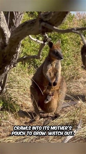 Amazing Kangaroo Facts Revealed