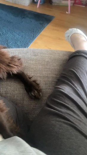 133K views · 7.1K reactions | The Spaniel Side Eye  #dogsofinsta #spaniels #cockerspanielsofinstagram #pawfluencer #cockerspaniel #doglover #dogmum #furbaby #englishcockerspaniel #cockerspanielworld #dogs #chocolatecocker #spanielsbelike #lifewithacocker #dogsarelife #dogoftheday #pet #instadog #dogstagram #spaniels #spanielsofinsta #cutedogs #floofsofinsta #insta #instaviral #dogmum #ifdogscouldtalk #dramaticdogs | woody_the_englishcocker | Facebook