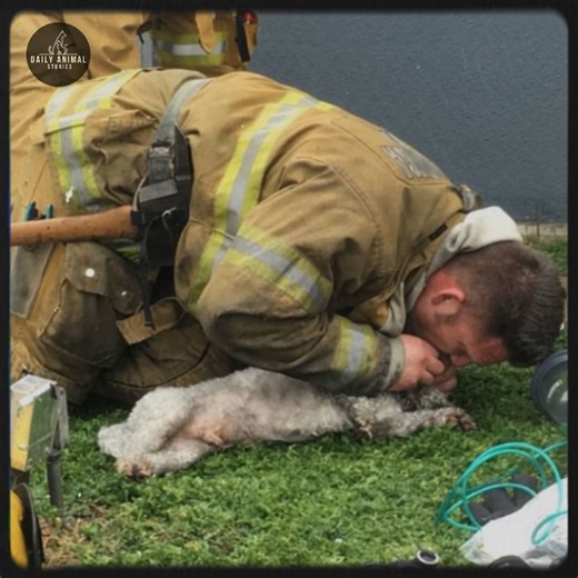 Hero Firefighter Brings Lifeless Dog Back to Life with Mouth-to-Snout CPR After Fire.—[Full story in cᴑmments] 女 | WomenVine | Facebook