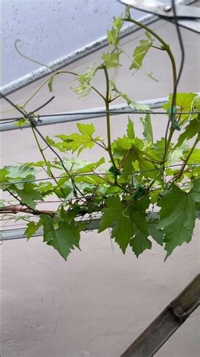 Perkembangan #Anggur Transfigurasi #bibitanggurimport #caramembuahkananggur #petanimudamilenial