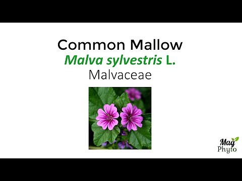 Health benefits and uses of common mallow (Malva sylvestris)