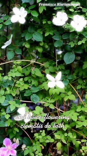 Clematis Because of their adaptability and masses of spectacular flowers, clematis are among the most popular of all garden plants. Many choices and rare cultivars. #clematis #gardening Deel 2 | Fransisca Kisrianawati
