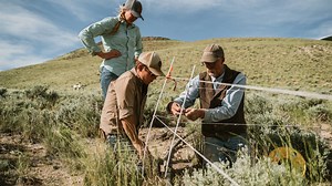 To restore western lands, regenerative ranchers keep cattle on the move