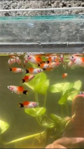 Mickey Mouse Platy fish shorts 😍😍#mrariyanaqua #shortsfeed