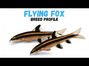 Flying Fox Fish Guide & Care | Bichir Fish Breed Profile