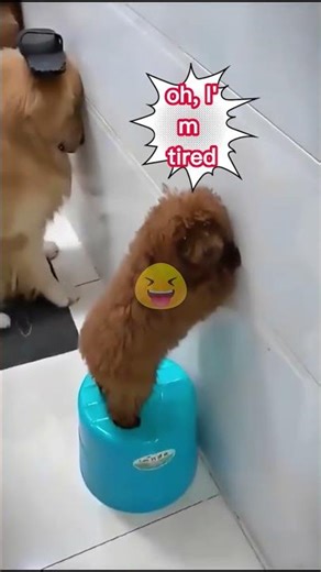 Dog’s Hilarious Reaction When Getting Scolded 😂🐶
