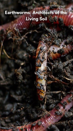 Earthworms Architects of the Living Soil
