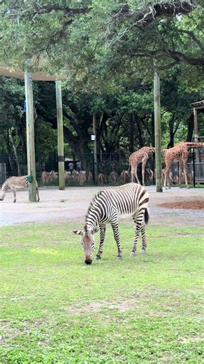Hartmann’s Mountain Zebras Settling In at Audubon Zoo