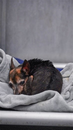 Meet Cricket, our newest member of the rescue. She is a 4lb tiny senior chichi that was found as a stay in Dallas. She was brought into the shelter where she waited for her family but no one came. We don’t know how, because she is the sweetest little thing. At our initial vet appointment, we did find out she has a pretty bad heart murmur, her teeth are completely rotten, and little bad knees. Next steps are getting an echocardiogram to see if she is able to undergo anesthesia for her dental. Ple