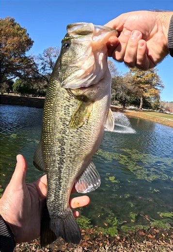Fishing for Bass on a Golf Course: A Controversial Episode