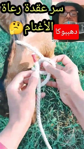 ​أفضل طريقة لربط رقبة الخروف دون خنقه (سر الرعاة) ✨​كيف تربط الحيوانات باحترافية؟