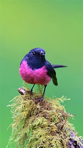 🎶 The distinct “tik, tik, tik” of the Pink Robin is often the first hint that this elusive bird is nearby 💖 Like something straight out of a storybook, these tiny robins nest in moist rainforests, crafting cup-shaped nests adorned with moss, spider webs, and lined with soft grass, ferns, or even fur. While the female’s colours are more muted, the male’s vibrant pink breast is truly showstopping. 🌸✨ 🎥 @deepak_karra #pinkrobin #birdwatching #australia #birdlifeoz #nature #birdlifeaustralia #an