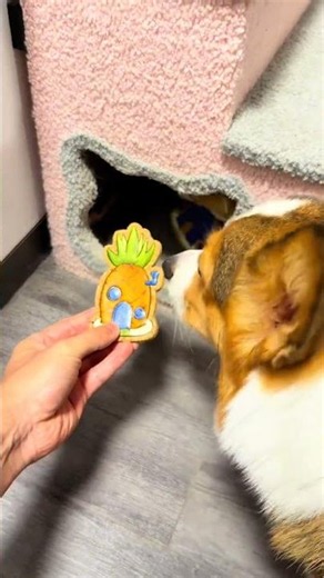 Failed to fight for confusion, corgi, hole-drilling puppy, all cute plans to capture every frame