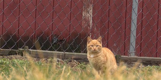 ‘Surprised’: Man cited for feeding stray cats during winter cold snap