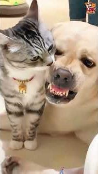 Best Dog & Cat Funnies Living Together