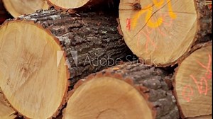 Marked Tree Logs Stacked on Top of each other Wood trunks