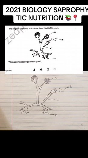 Saprophytic Nutrition in Plants Explained