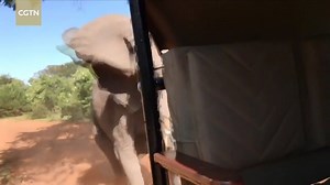 1.2M views · 284 shares | When a safari jeep crossed a road on January 20 in Chobe National Park in Botswana, an elephant suddenly got angry and charged the vehicle. The driver sped away, but the elephant kept chasing and ended up breaking a portion of its tusk. | CGTN | Facebook